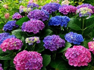 s-紫陽花