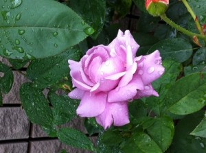 s-薔薇1