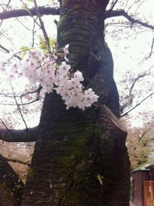 s-桜__