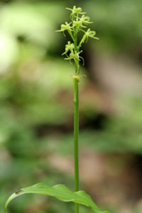 雲きり草IMG_8725c